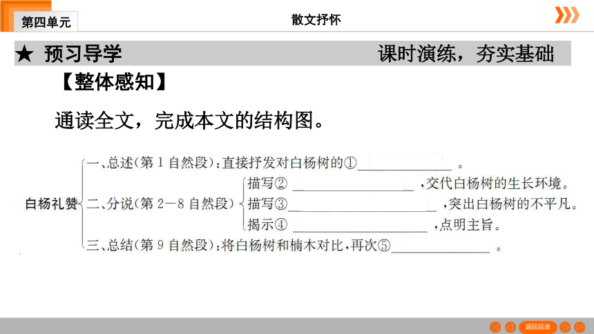 15 白杨礼赞习题课件（共49张幻灯片）