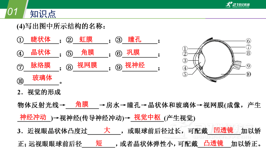 华师大版初中科学八年级下册 第3章 人体的感觉 复习（课件 19张PPT）