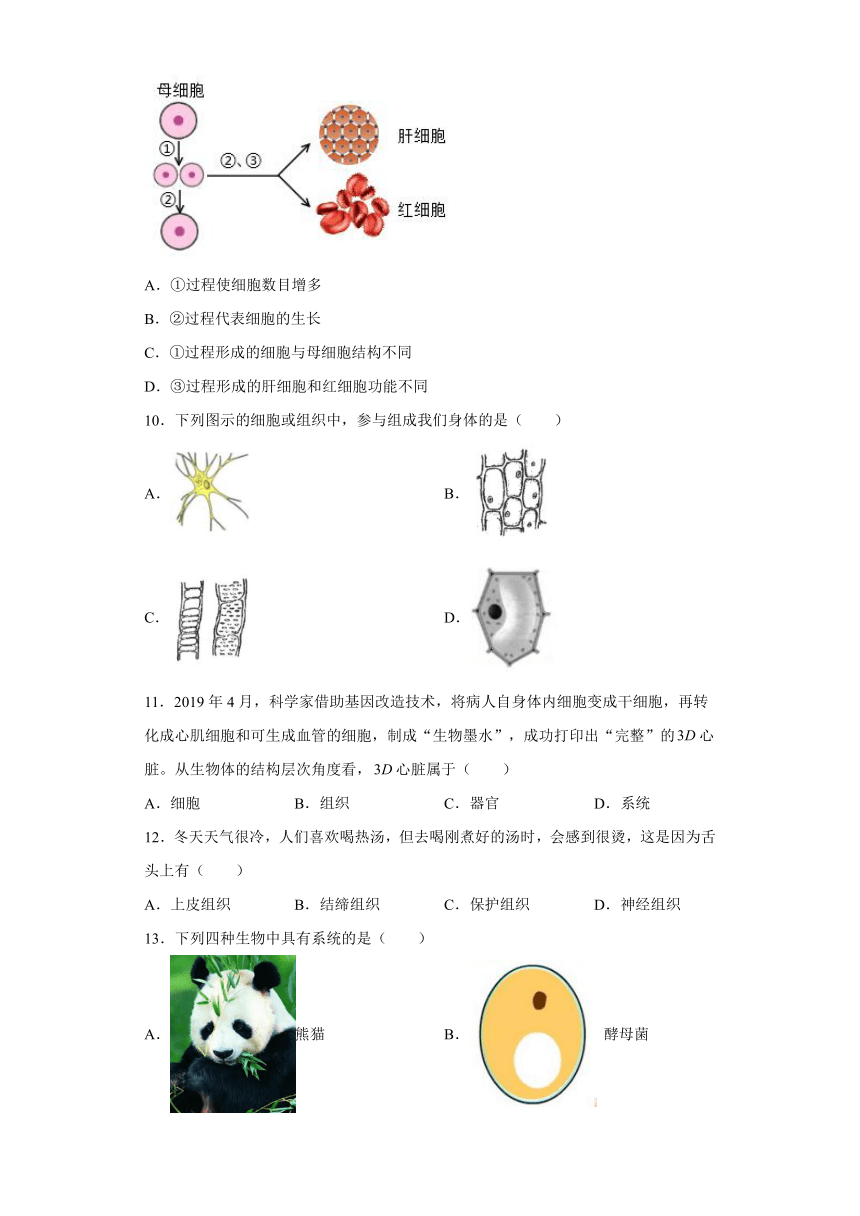 2.3 生物体的结构层次 练习（含解析）