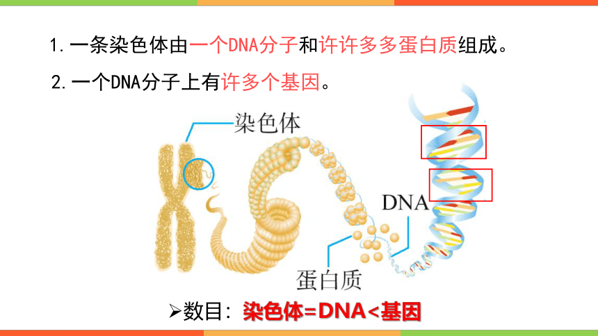 人教版生物八年级下册课件7-2-2基因在亲子代间的传递(共31张PPT)