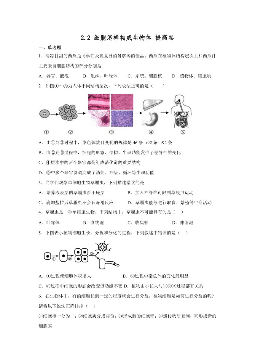 人教版生物七年级上册2022—2023学年  2.2 细胞怎样构成生物体 提高卷