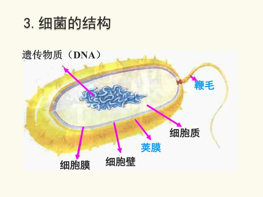 18.1 微生物在生物圈中的作用课件(共32张PPT)