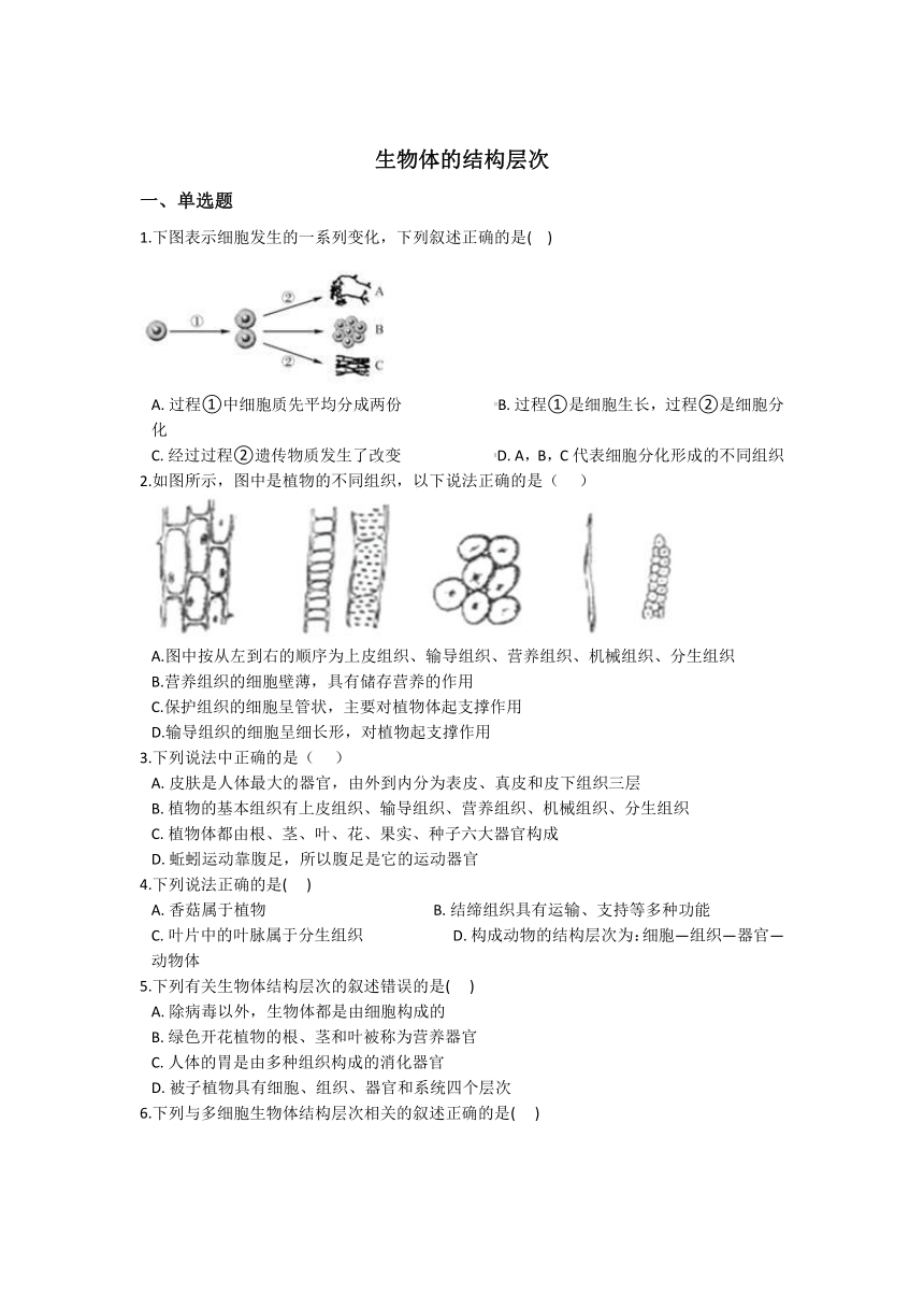 2.3生物体的结构层次同步练习---2021—2022学年浙教版七上科学（含答案）