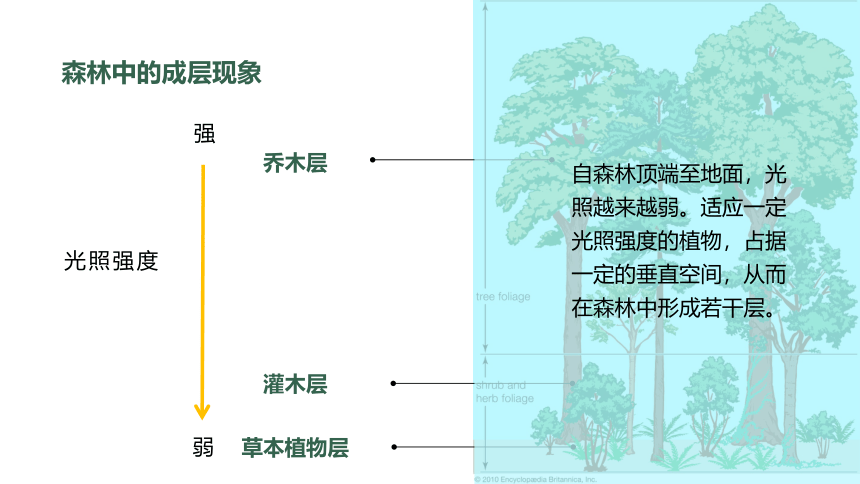 2.7 植被与自然环境之间的关系课件（49张）
