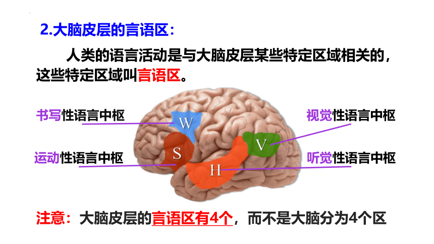 生物人教版（2019）选择性必修1 2.5人脑的高级功能课件2021-2022学年高二上学期（共32张PPT）