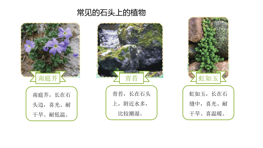 苏教版（2017秋） 三年级下册2.8  石头上的植物  课件 (共17张PPT)