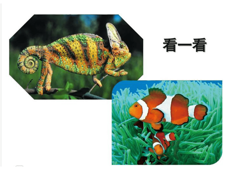 人教版三年级下册美术 11.动物的花衣裳 课件 (24张PPT)