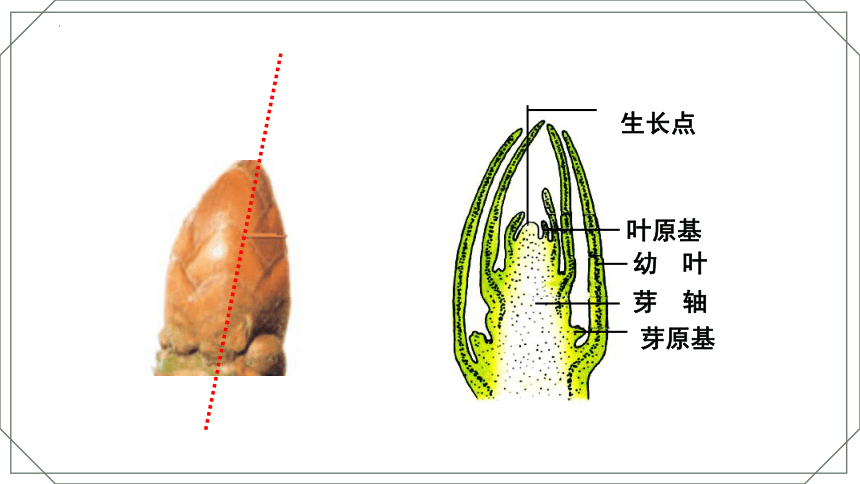 4.1.6 芽的类型和发育 课件（共16张PPT） 2022--2023学年济南版生物八年级上册