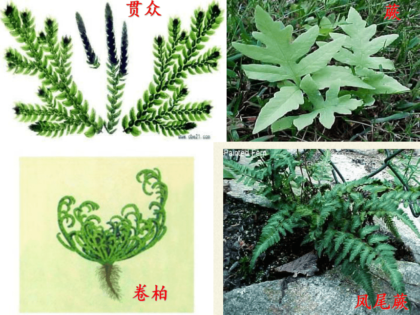 苏科版生物七年级下册 第11章 第1节 地面上的植物课件(共27张PPT)