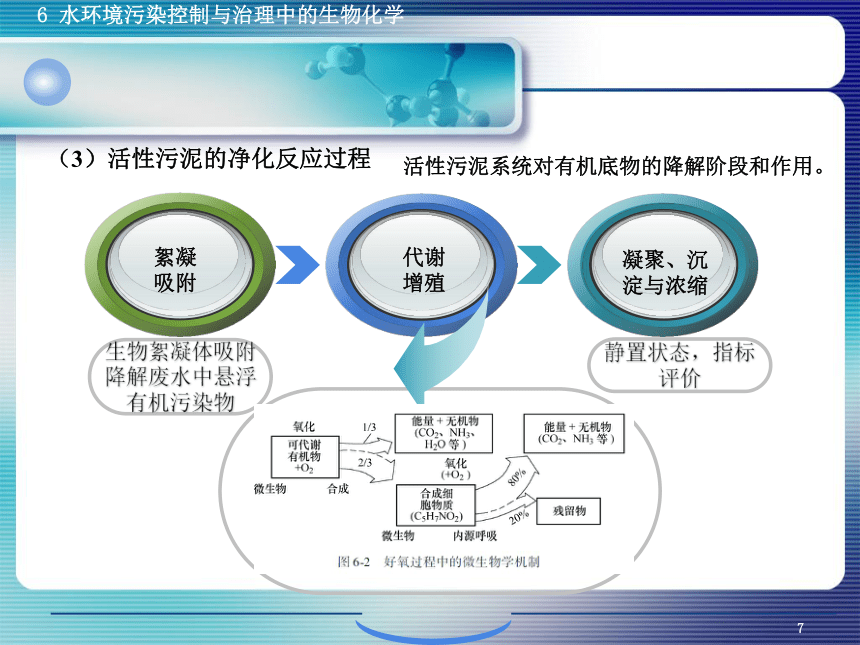 6.1污、废水生物控制与治理生物化学 课件(共38张PPT)- 《环境生物化学》同步教学（机工版·2020）