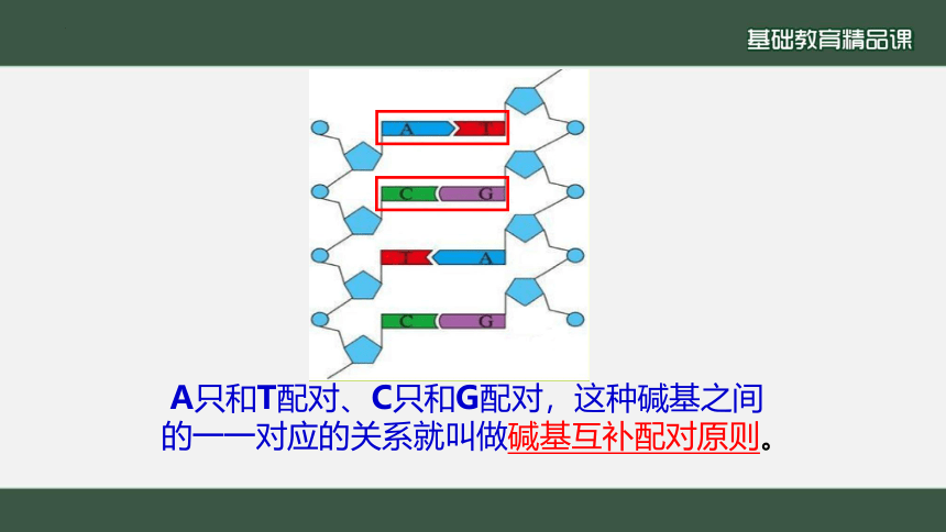 生物人教版（2019）必修2 3.2  DNA的结构（共24张ppt）