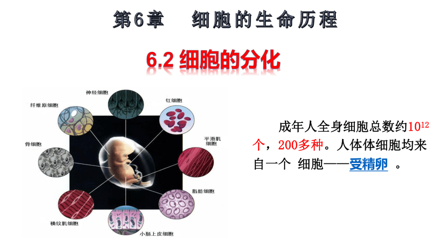 2021-2022学年高中生物人教版（2019）必修一6.2 细胞的分化课件（23张PPT）