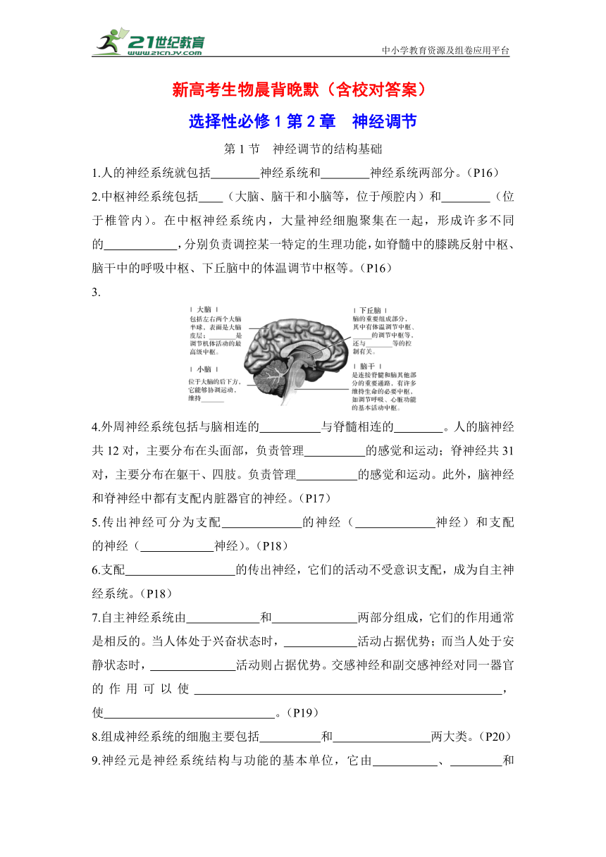 新高考生物晨背晚默：选择性必修1第2章 神经调节