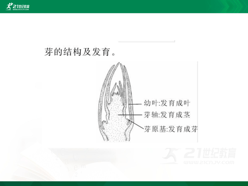 3.2.2 植株的生长（课件）（共31张PPT）