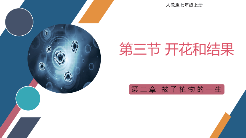 3.2.3  开花和结果  课件-2023-2024学年人教版生物七年级上册(共27张PPT)