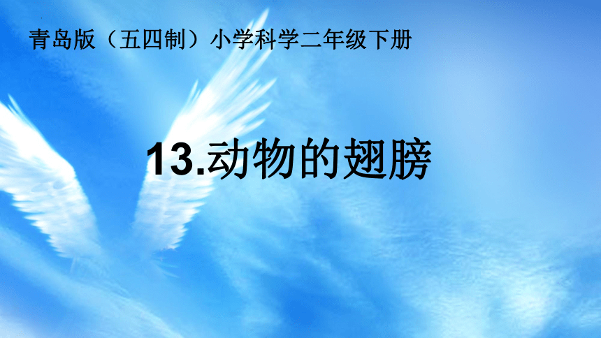 青岛版（五四制2017秋）二年级下册科学4.13.动物的翅膀 课件(共26张PPT+视频)