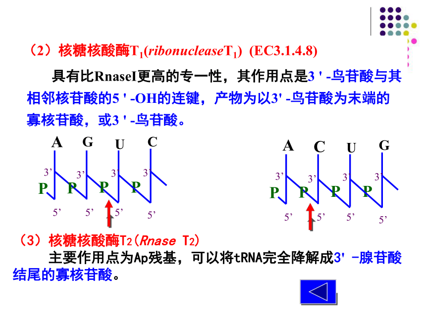 2020-2021学年高中生物竞赛核酸的物理化学性质课件 (36张PPT）