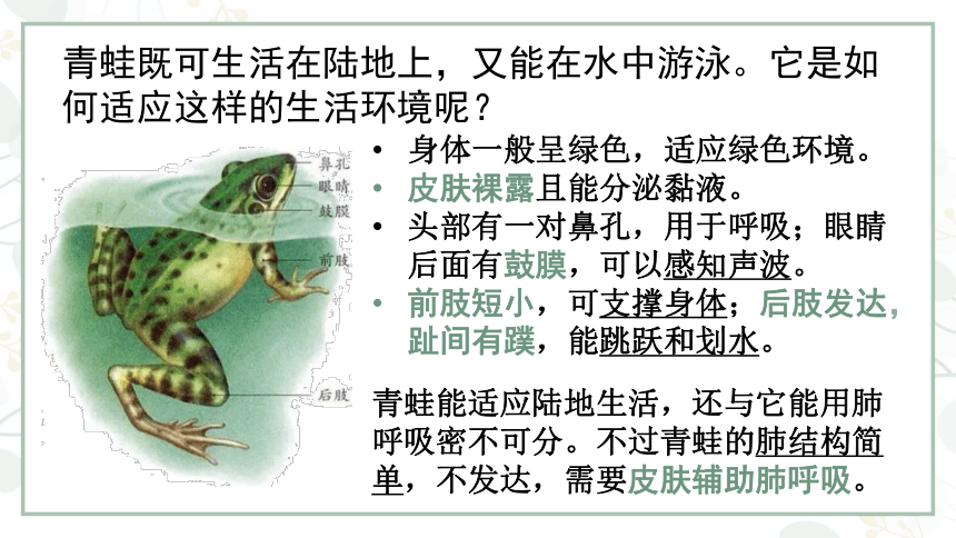 5.1.5两栖动物和爬行动物课件(共21张PPT)2022--2023学年人教版生物八年级上册