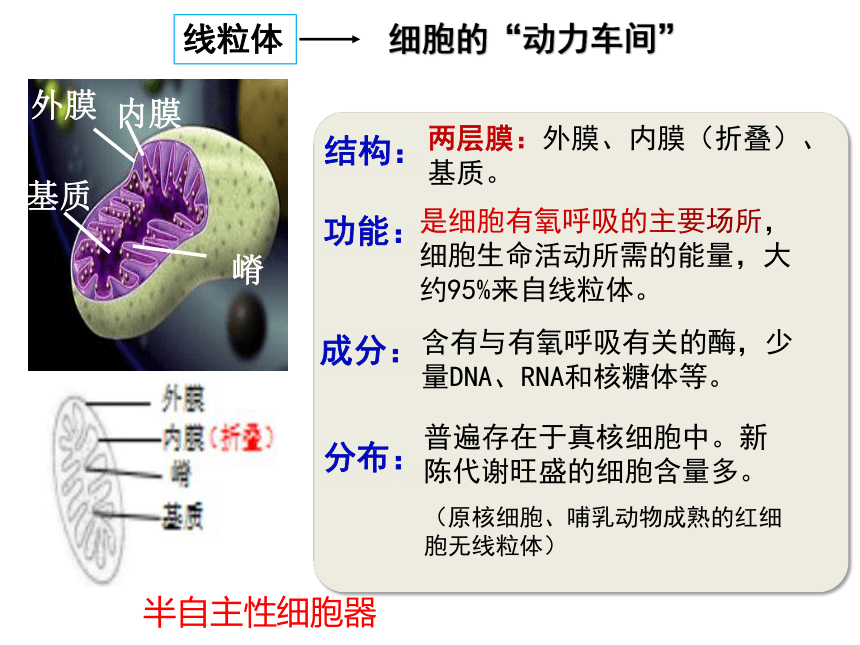 2021-2022学年高一上学期生物人教版（2019）必修一3.2细胞器之间的分工合作  课件 （20张ppt）