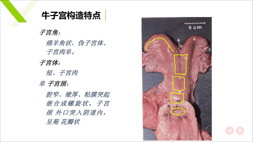 6.2 雌性生殖系统解剖生理识别 子宫 课件(共17张PPT)《畜禽解剖生理（第四版）》同步教学(高教版)