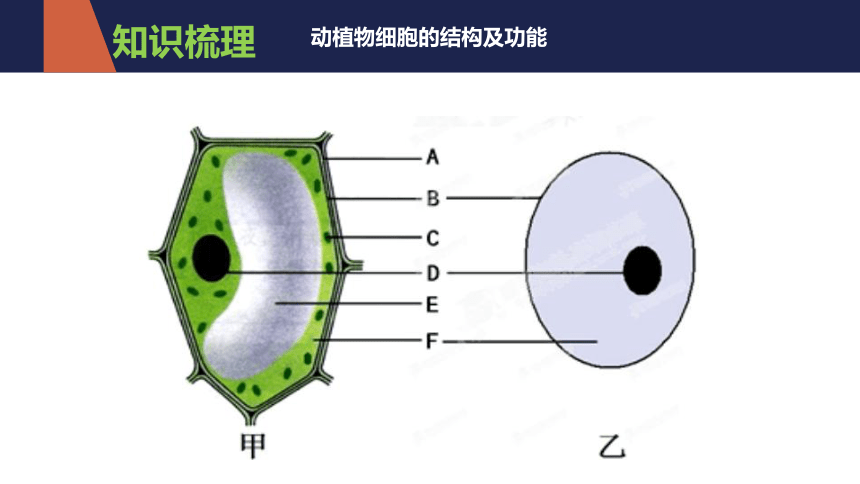 2021-2022学年人教版七年级生物上册第二单元  生物体的结构层次  复习课件(共20张PPT)