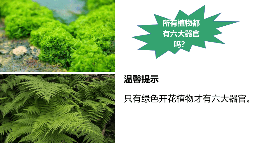 2.2.3植物体的结构层次课件(共27张PPT)2022-2023学年人教版七年级上册