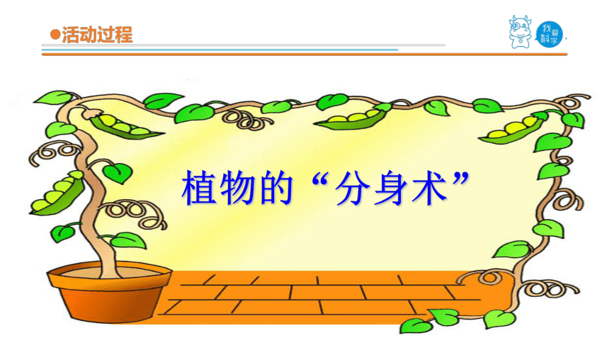 青岛版《科学》三年级下册第四单元《植物的生长》 14 植物的“分身术”教学课件(共21张PPT)