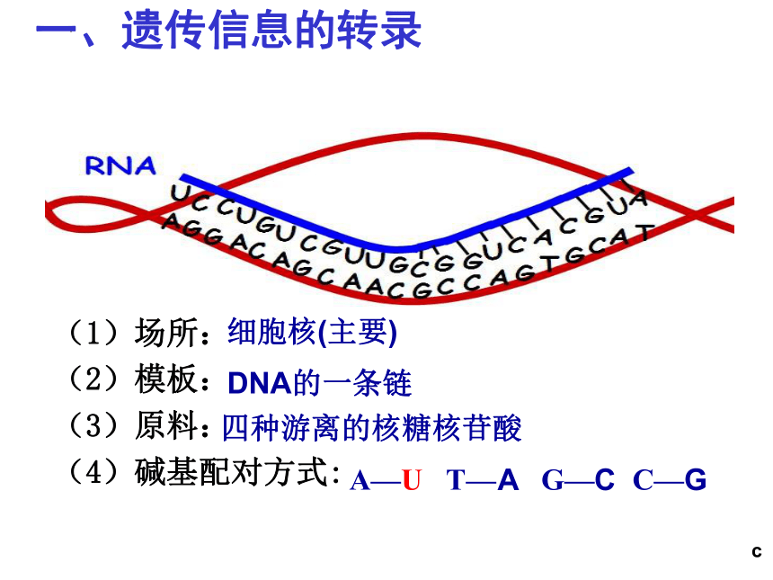 1.4 基因位于染色体上(共25张PPT)-高一生物必修2同步教学课件（苏教版）