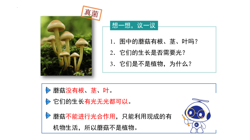 人教版生物八年级上册 5.4.3 真菌 2022-2023学年课件 (共26张PPT)