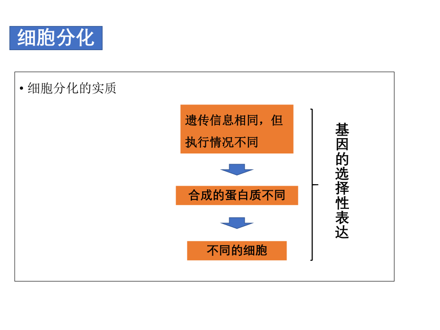 2021-2022学年高一上学期生物人教版必修1  6.2细胞的分化课件（21张ppt）