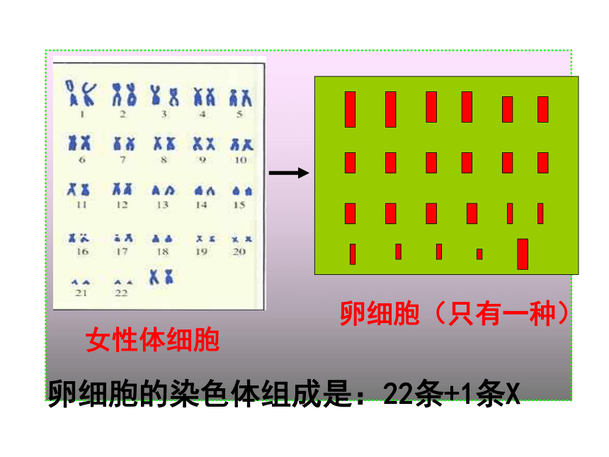 4.4.3人类染色体与性别决定 课件-（共40张PPT）