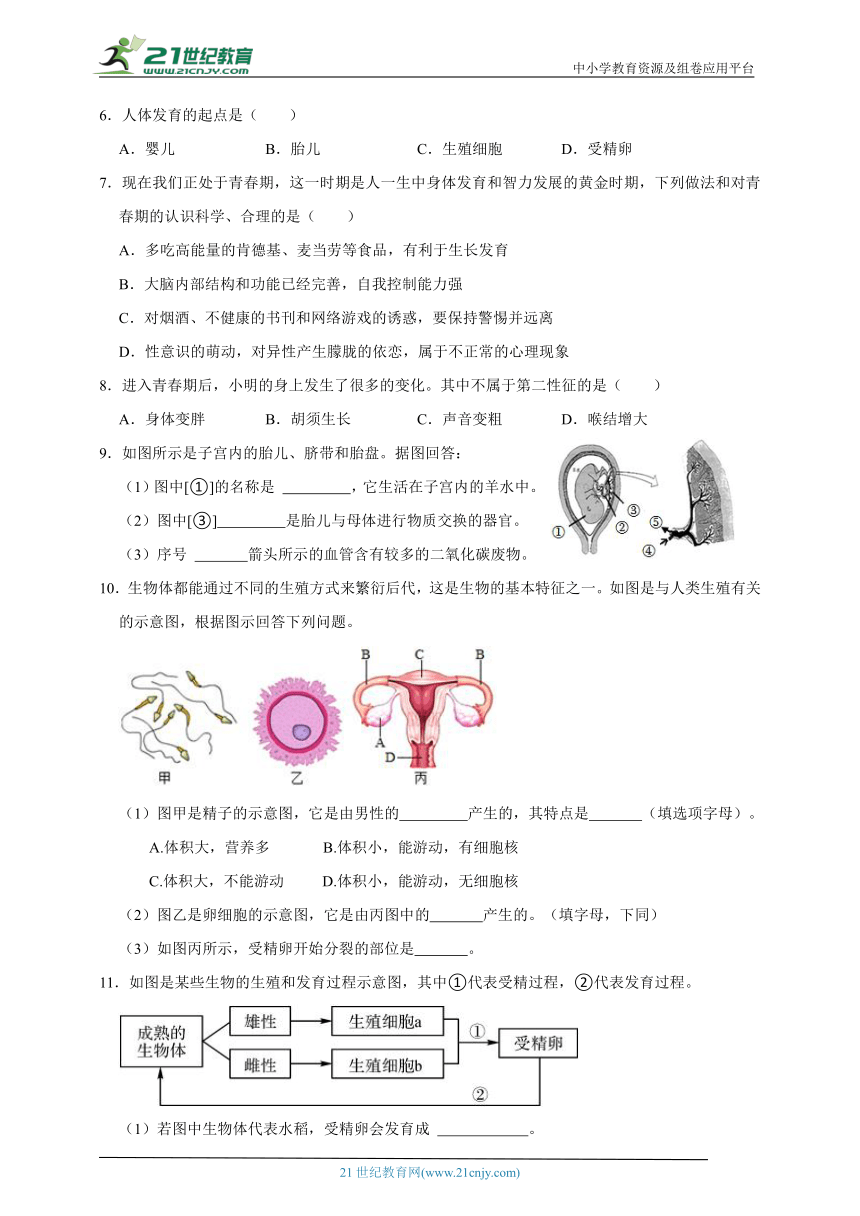 浙教版七下科学期中专题01 新生命的诞生与走向成熟（含答案）