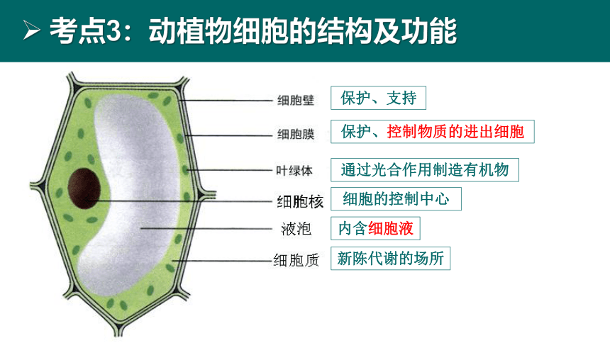 初中生物 会考复习 第二单元 生物体的结构层次（27张PPT）