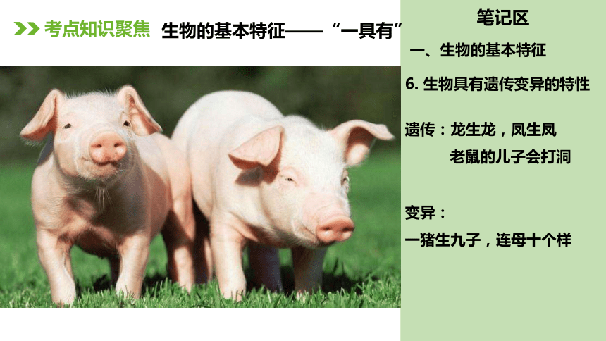 人教版七年级生物上册复习课件（117张ppt)