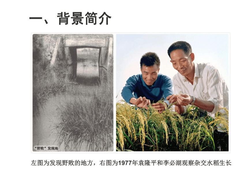 高中生物人教版必修2《6.1作物育种—杂交水稻》课件（35张PPT）