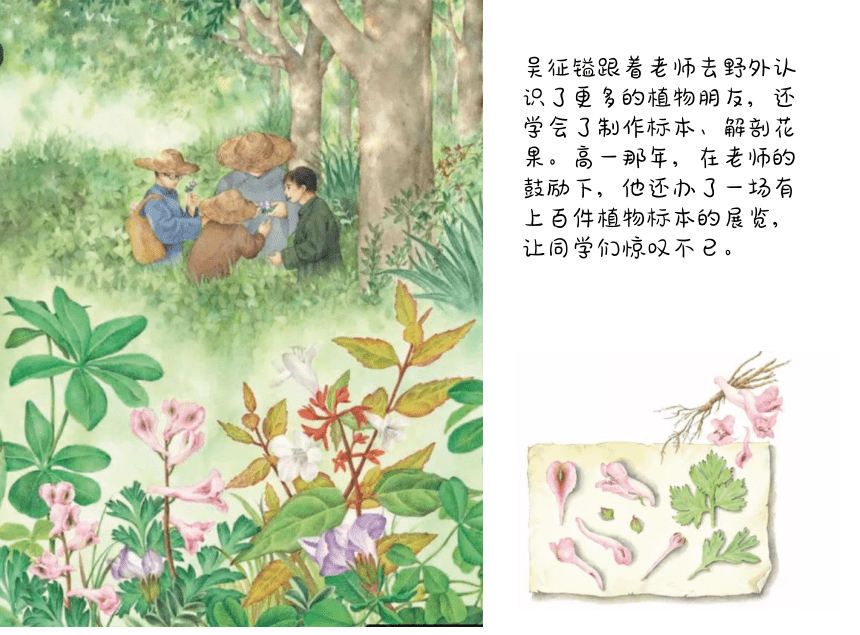 吴征镒的名人故事（课件）小学拓展通用版(共15张PPT)