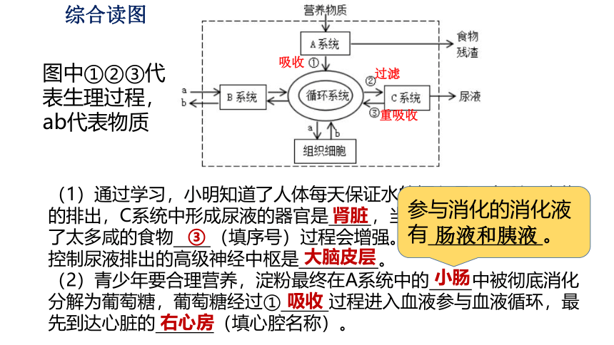 七年级期末人体系统综合复习