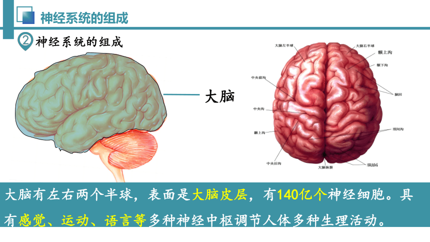 4.6.2 神经系统的组成-七年级生物下册同步精品课堂（人教版）(共32张PPT)