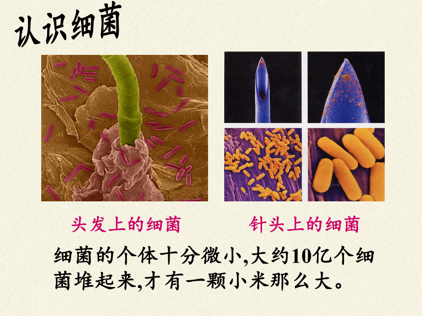 苏教版八年级生物上册 14.3 神奇的微生物 课件(共27张PPT)