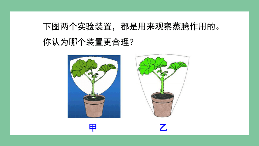 2.1.2 绿色植物的蒸腾作用课件(共28张PPT)2023-2024学年初中生物济南版七年级上册