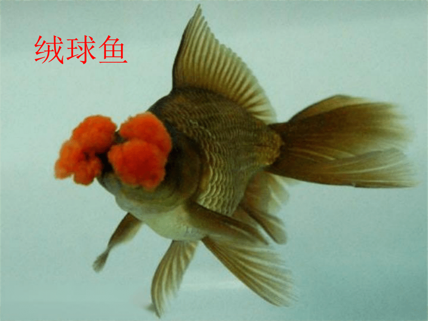 辽海版四年级下册美术 第9课 游鱼戏水-水墨画--金鱼 课件(共21张PPT)
