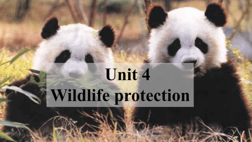 人教版（新课程标准）  必修2 Unit 4 Wildlife Protection 重点单词短语课件-(共64张PPT)