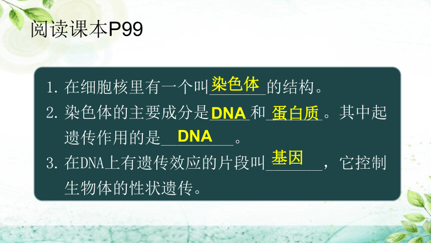 20.2性状遗传的物质基础课件(共32张PPT)2022-2023学年北师大版生物八年级上册