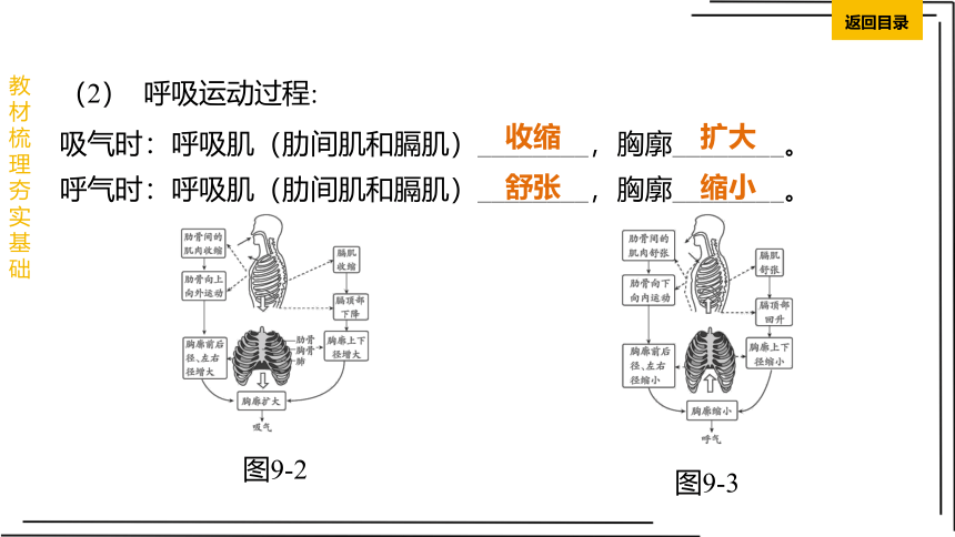 【人教2023中考生物一轮复习 考点梳理过关】第09课时 人体的呼吸(共27张PPT)