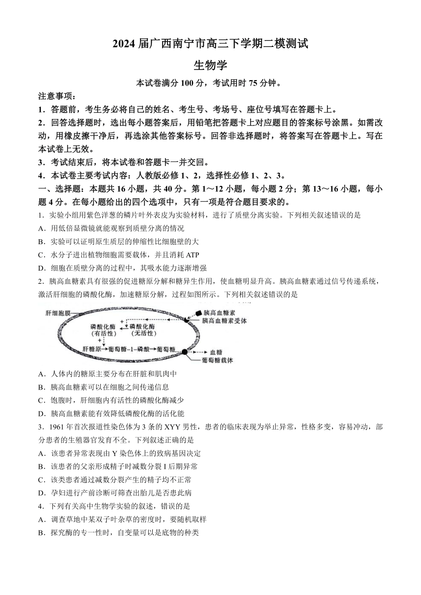 2024届广西南宁市高三下学期二模测试生物学试题（文字版含答案含选择题解析）