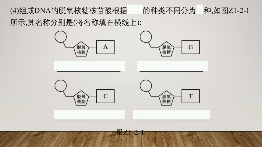 第二节核酸的分子结构课件（共44张PPT）