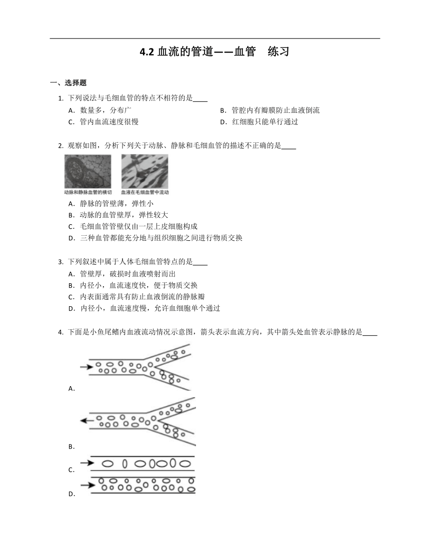 4.2血流的管道——血管  练习（含解析）