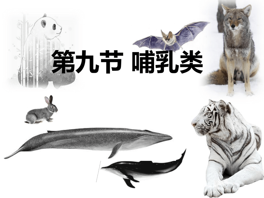 冀教版七年级上册生物4.9 哺乳动物 课件（15张PPT）