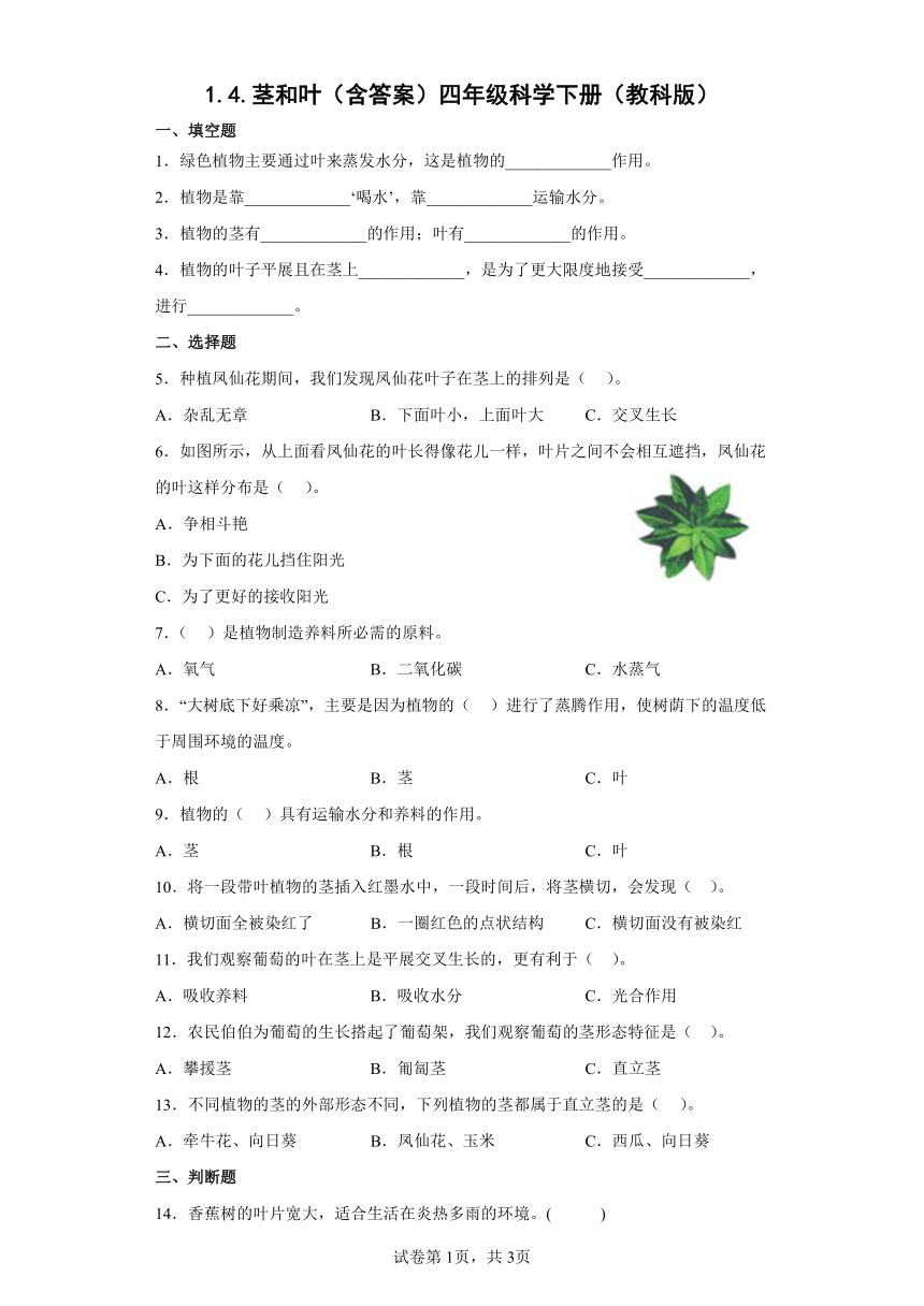 教科版（2017秋） 四年级下册1.4 茎和叶 同步练习（含答案）