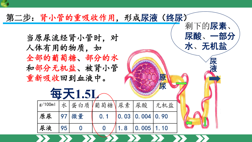 2.3.2.2 尿液的形成和排出（课件）七年级生物下册（冀教版）（共18张PPT）